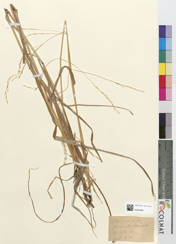 Bromus giganteus (Poaceae)