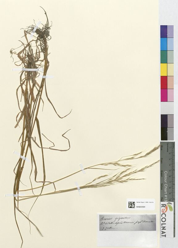 Bromus giganteus (Poaceae)