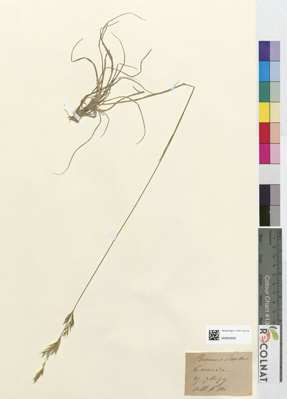 Bromus erectus (Poaceae)