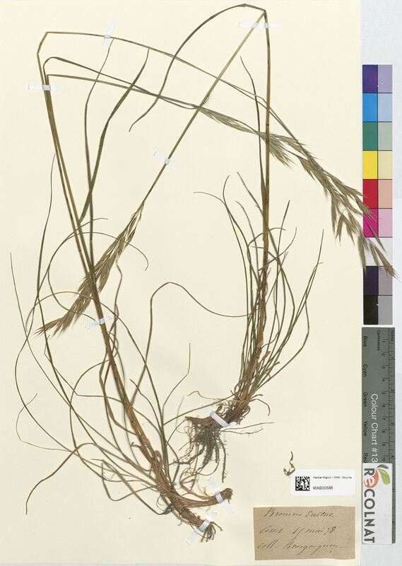 Bromus erectus (Poaceae)