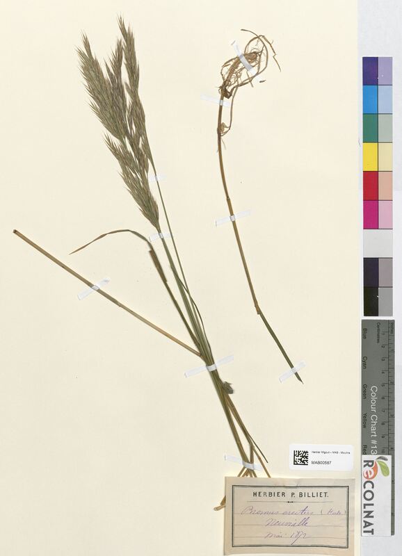 Bromus erectus (Poaceae)