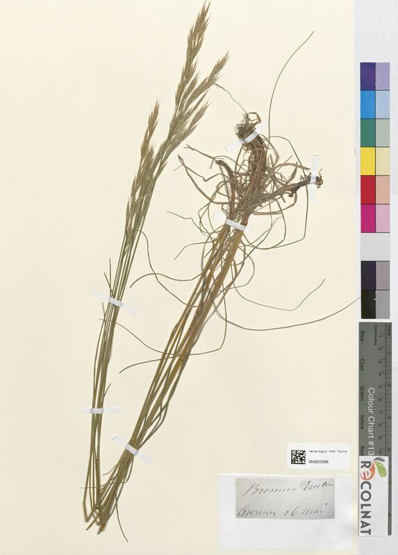 Bromus erectus (Poaceae)