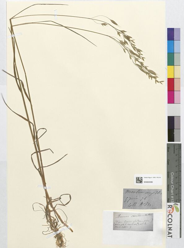 Bromus commutatus (Poaceae)