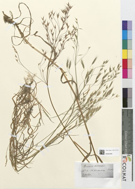 Bromus arvensis (Poaceae)