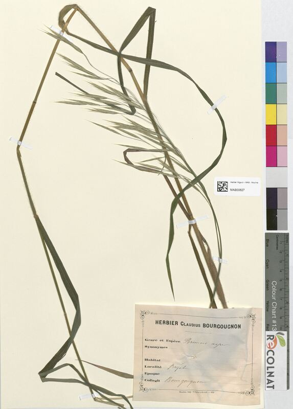 Bromus asper (Poaceae)