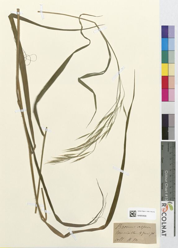 Bromus asper (Poaceae)