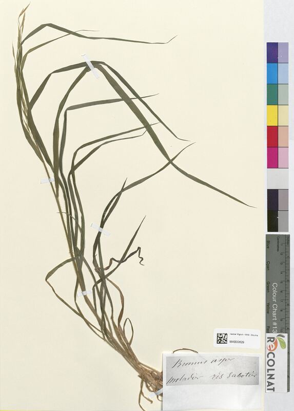 Bromus asper (Poaceae)