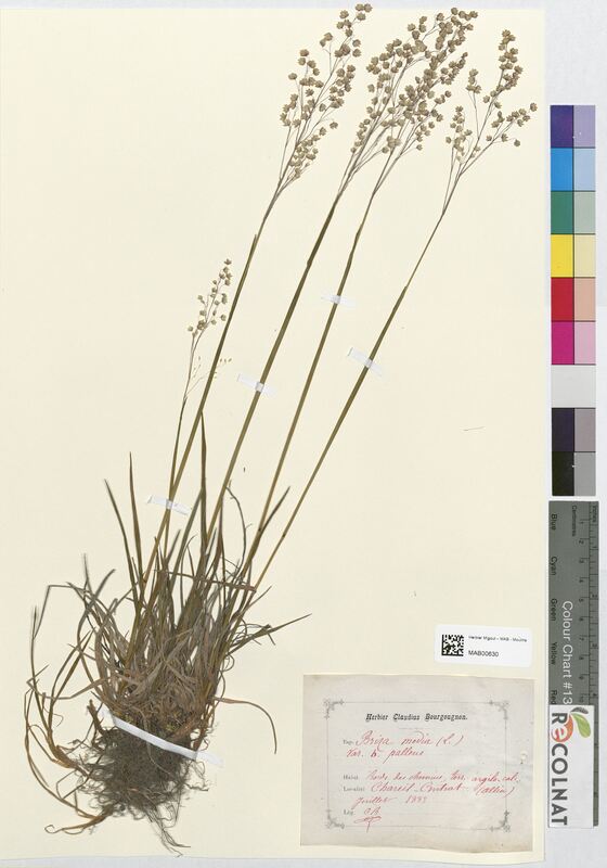Briza media (Poaceae)
