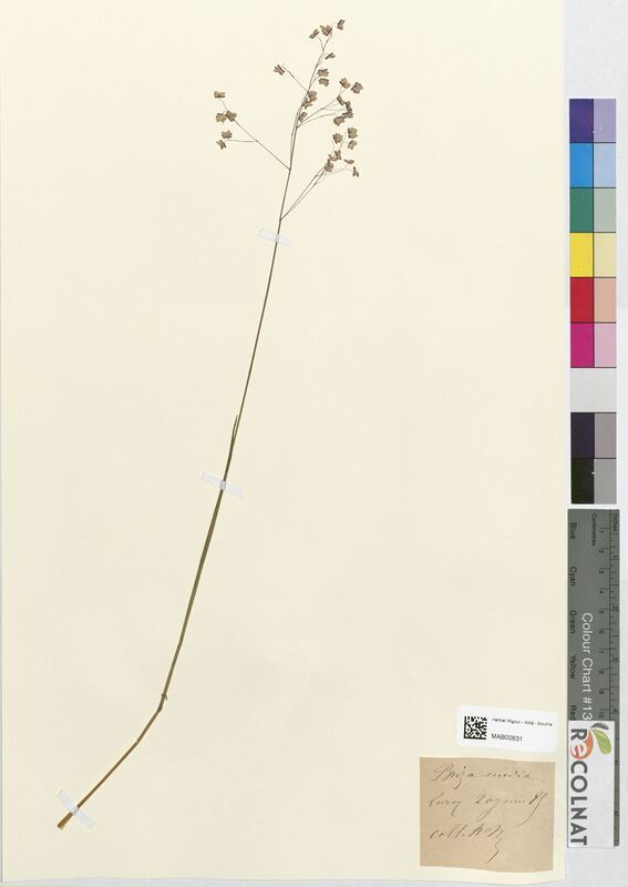 Briza media (Poaceae)