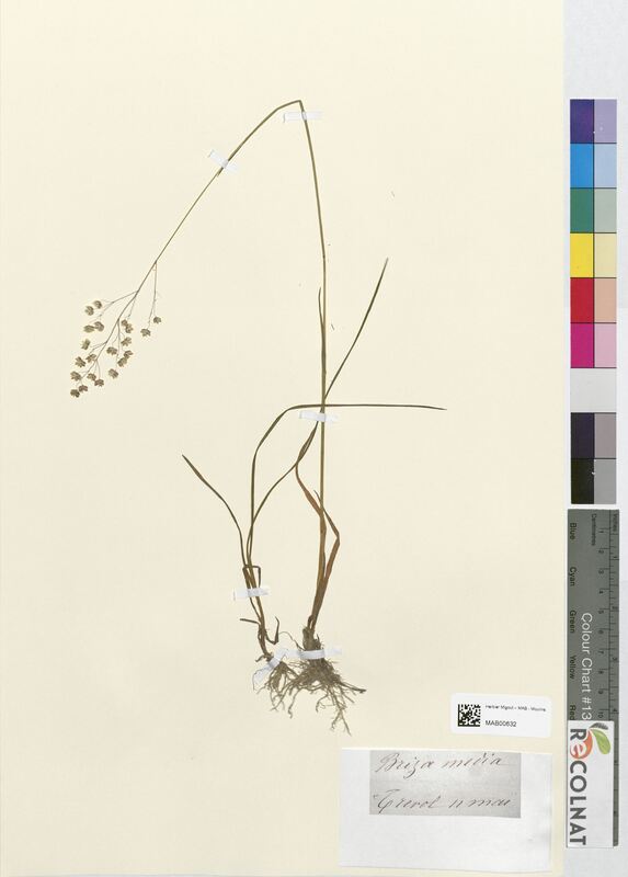 Briza media (Poaceae)