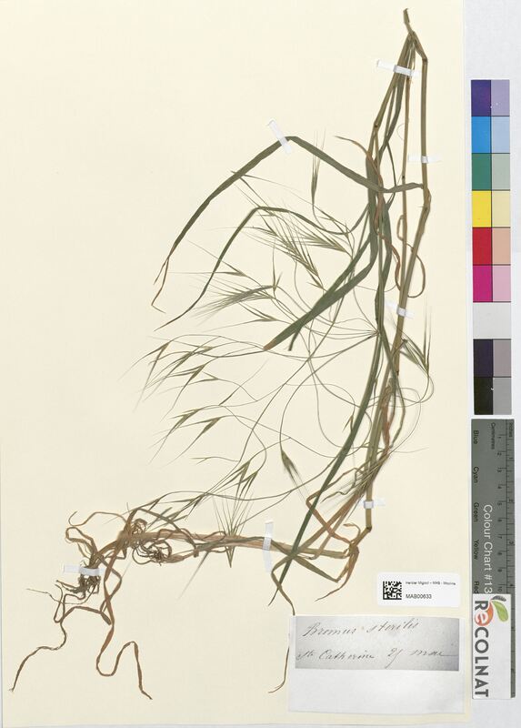 Bromus sterilis (Poaceae)