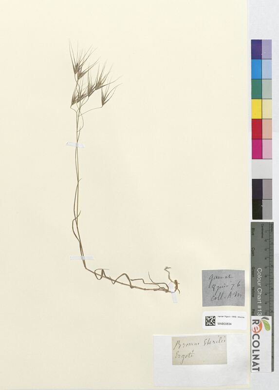 Bromus sterilis (Poaceae)