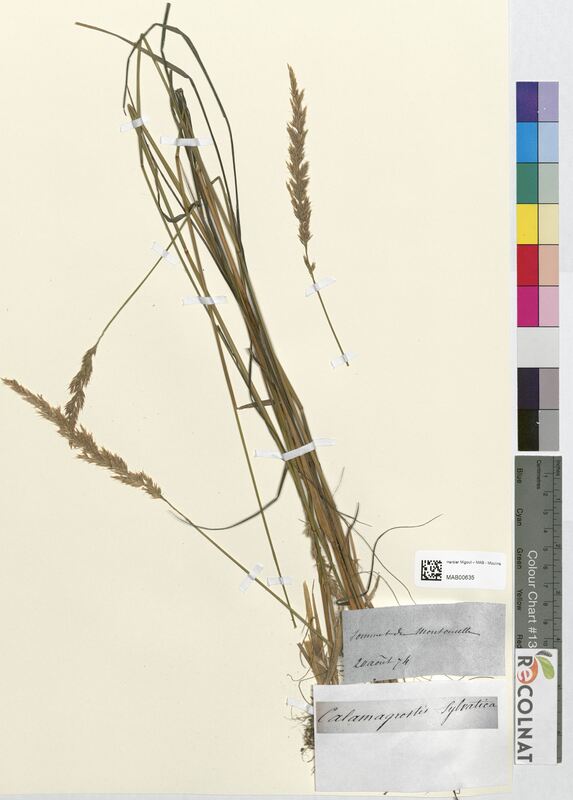 Calamagrostis sylvatica (Poaceae)