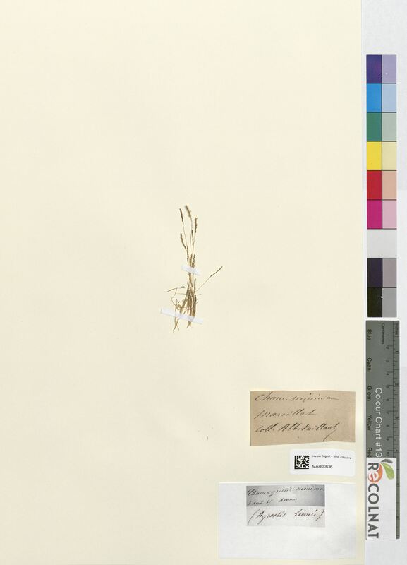 Calamagrostis minima (Poaceae)