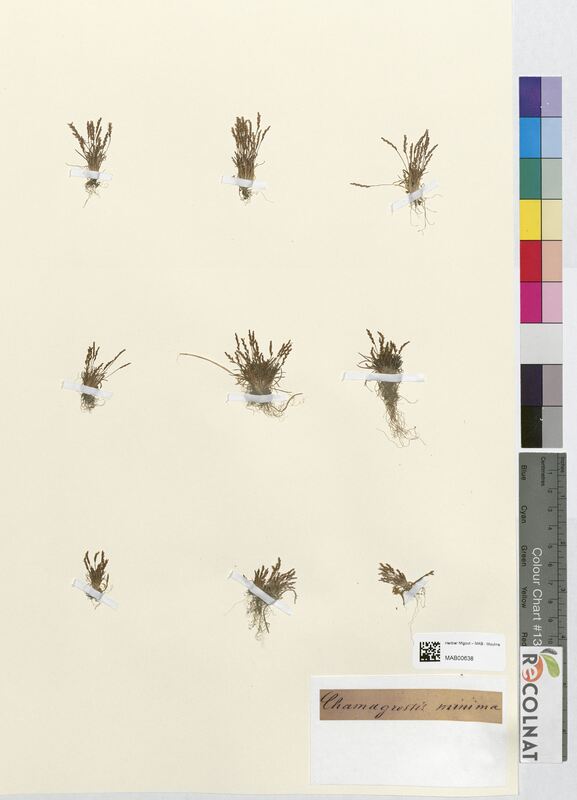 Calamagrostis minima (Poaceae)