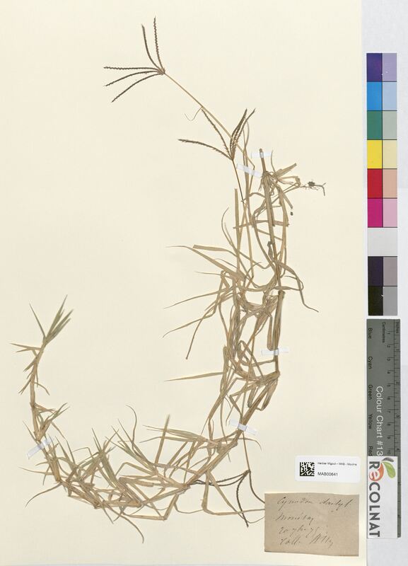 Cynodon dactylon (Poaceae)