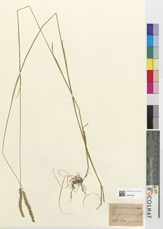 Cynosurus cristatus (Poaceae)