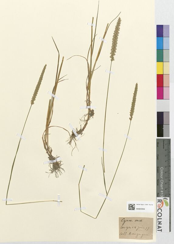 Cynosurus cristatus (Poaceae)