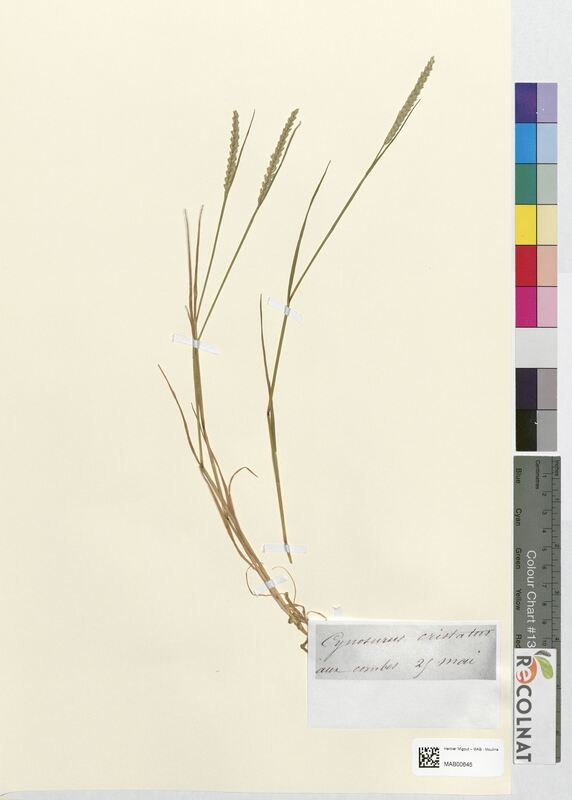 Cynosurus cristatus (Poaceae)