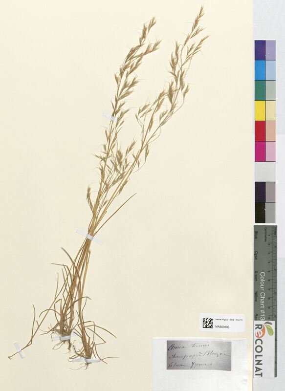 Avena tenuis (Poaceae)
