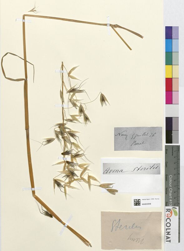 Avena sterilis (Poaceae)