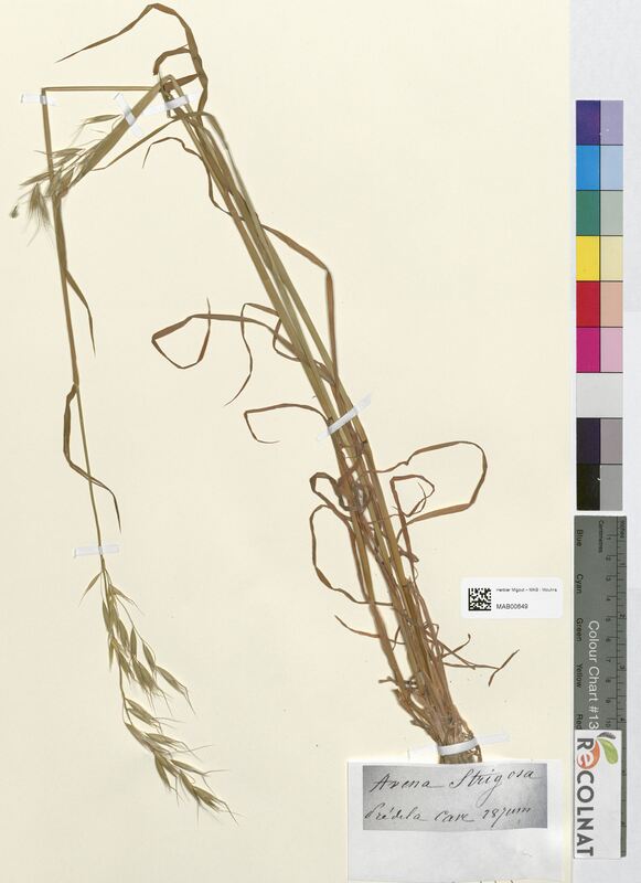 Avena strigosa (Poaceae)