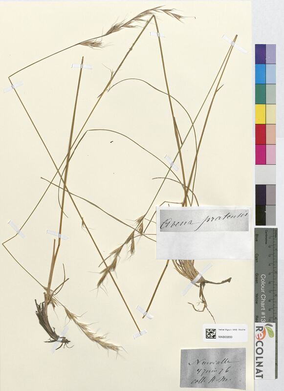 Avena pratensis (Poaceae)