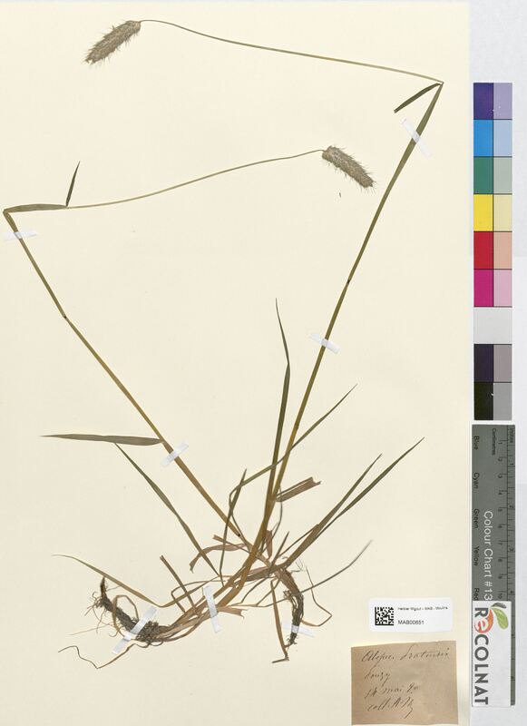 Alopecurus pratensis (Poaceae)