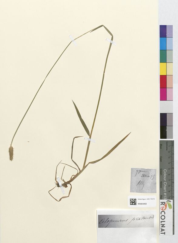Alopecurus pratensis (Poaceae)