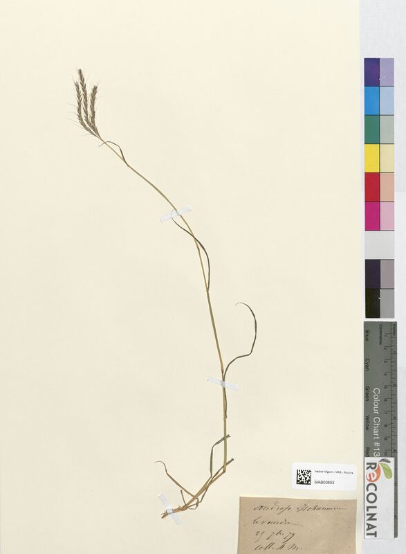 Andropogon ischaemum (Poaceae)