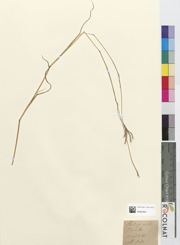 Andropogon ischaemum (Poaceae)