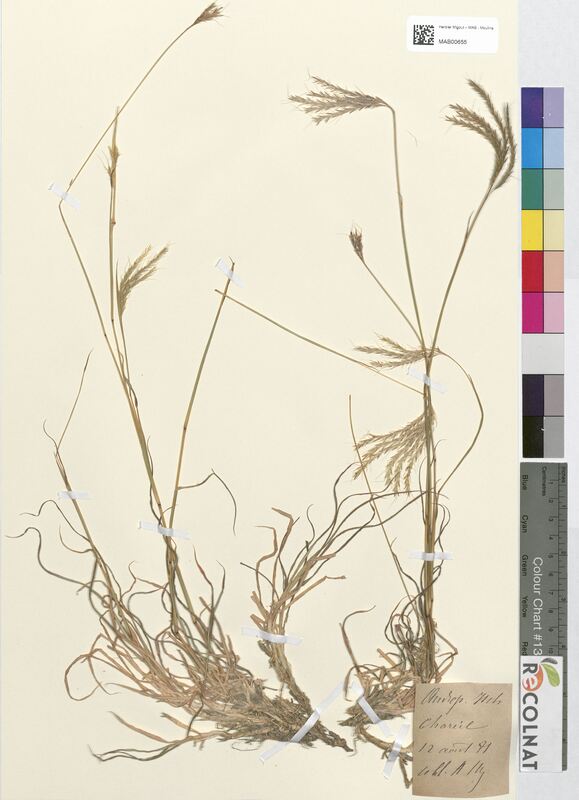 Andropogon ischaemum (Poaceae)