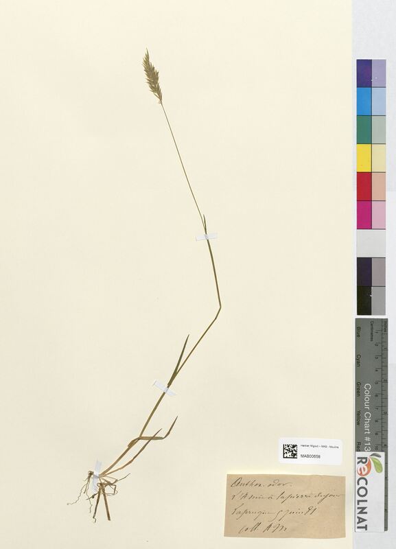 Anthoxanthum odoratum (Poaceae)