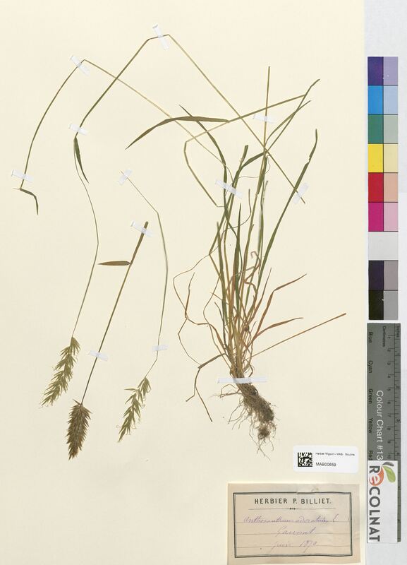 Anthoxanthum odoratum (Poaceae)