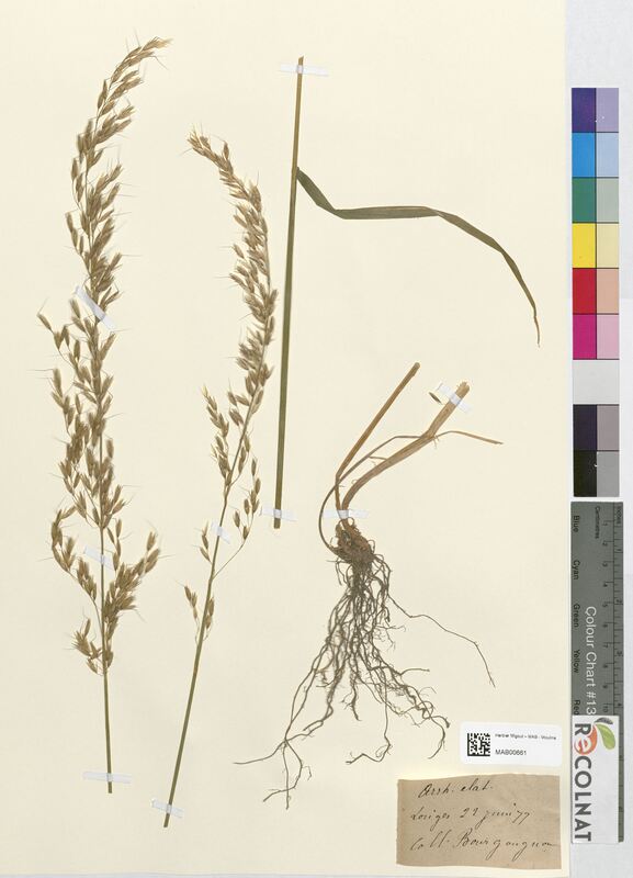 Arrhenatherum elatius (Poaceae)