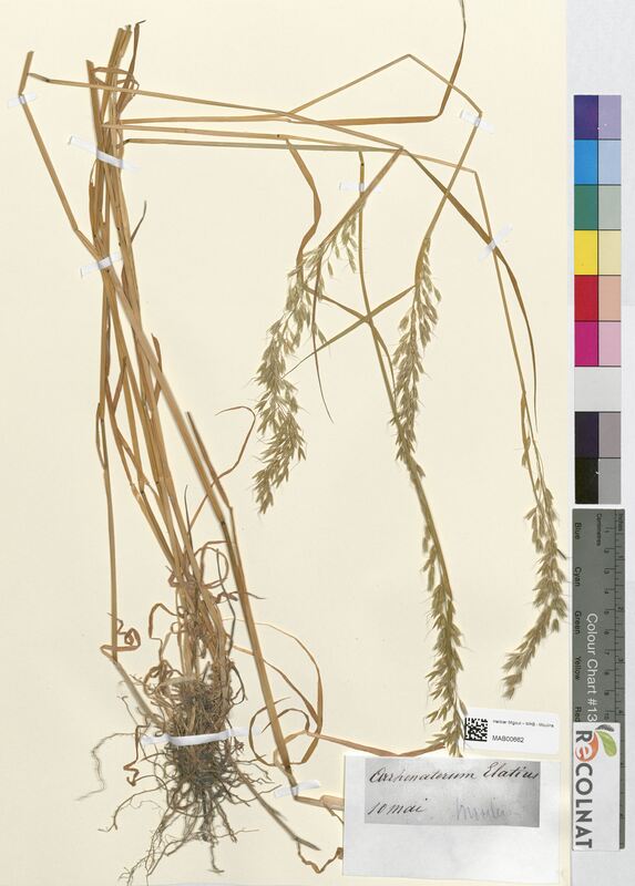 Arrhenatherum elatius (Poaceae)