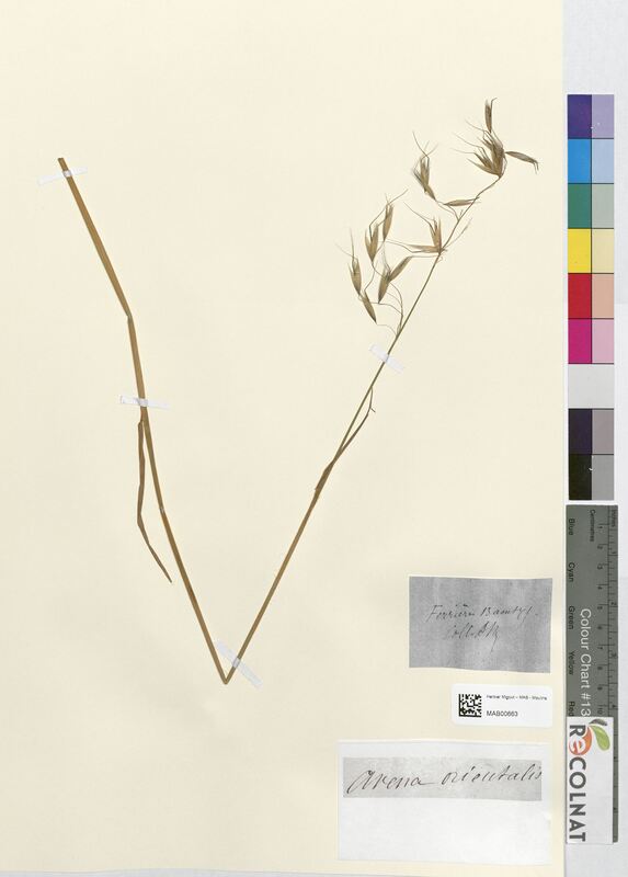 Avena orientalis (Poaceae)