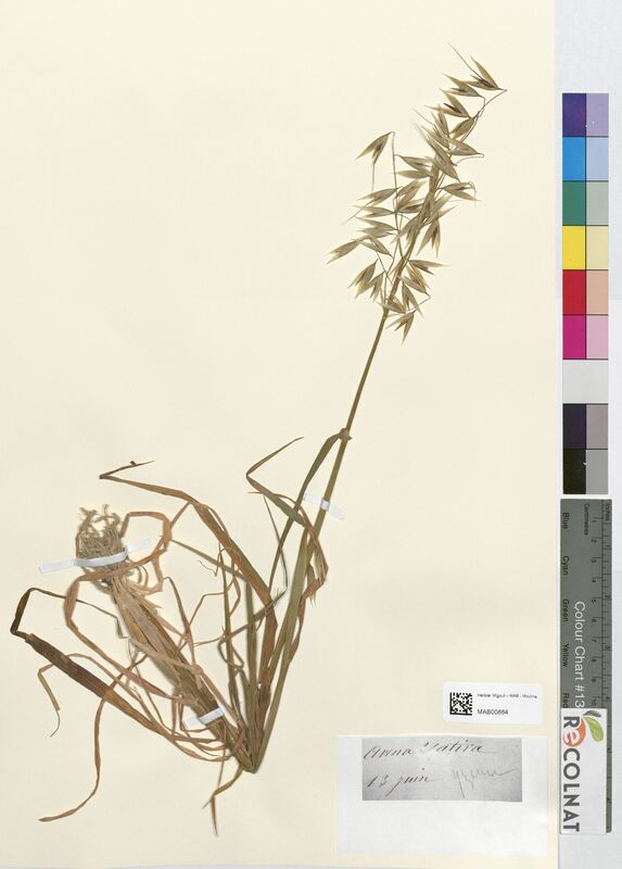 Avena sativa (Poaceae)