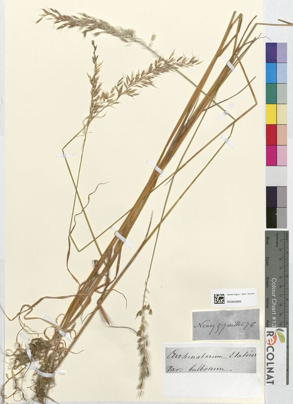 Arrhenatherum elatius (Poaceae)