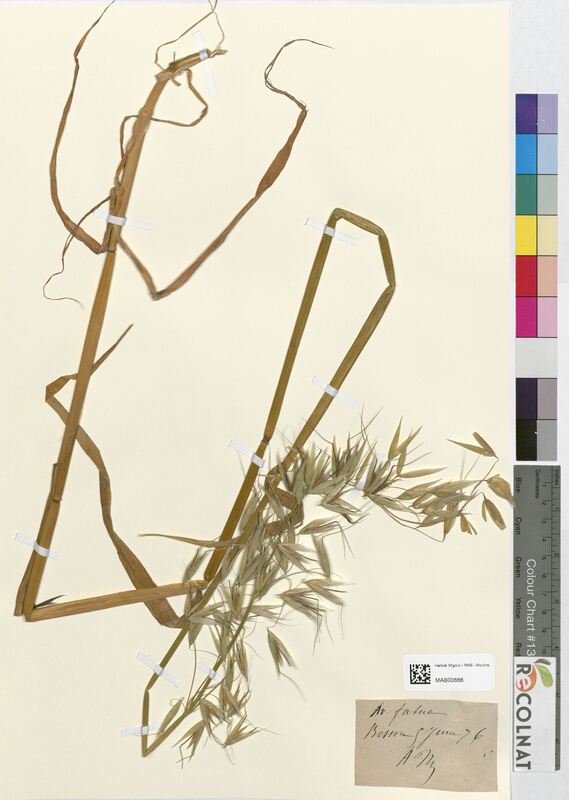 Avena fatua (Poaceae)