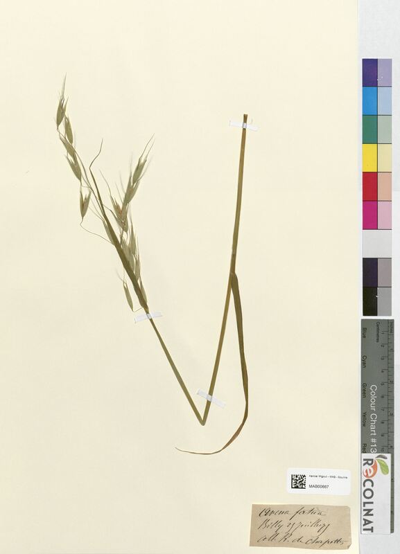 Avena fatua (Poaceae)