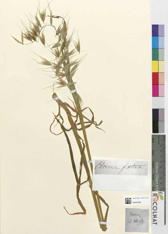 Avena fatua (Poaceae)