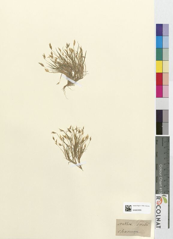 Anthoxanthum puelii (Poaceae)