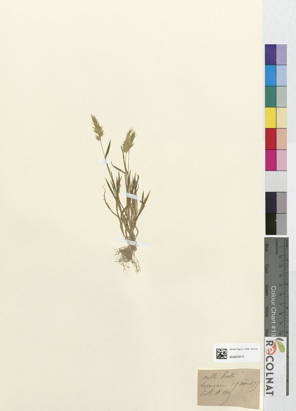 Anthoxanthum puelii (Poaceae)