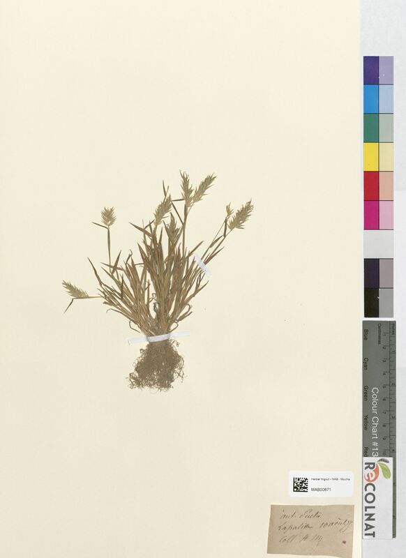 Anthoxanthum puelii (Poaceae)