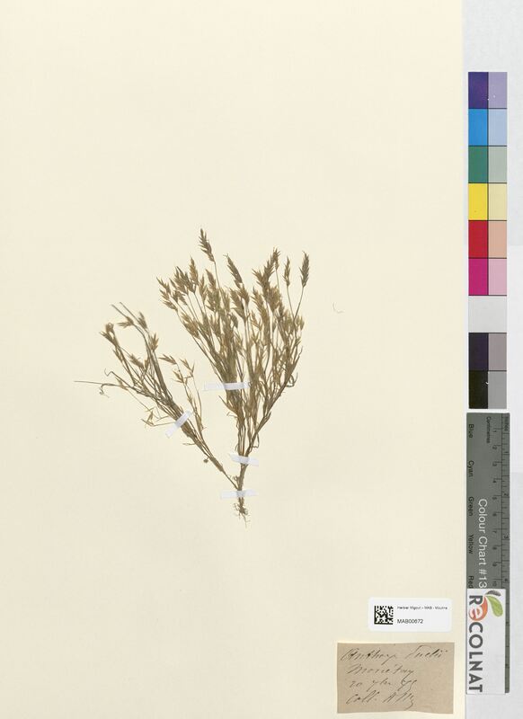 Anthoxanthum puelii (Poaceae)