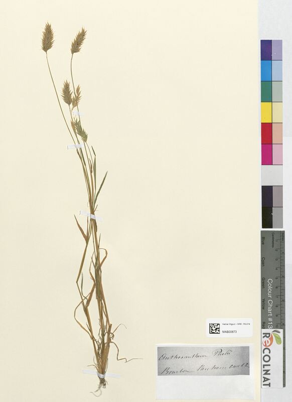 Anthoxanthum puelii (Poaceae)