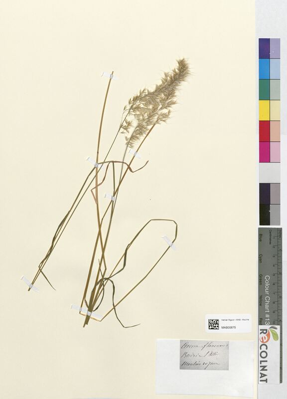 Avena flavescens (Poaceae)