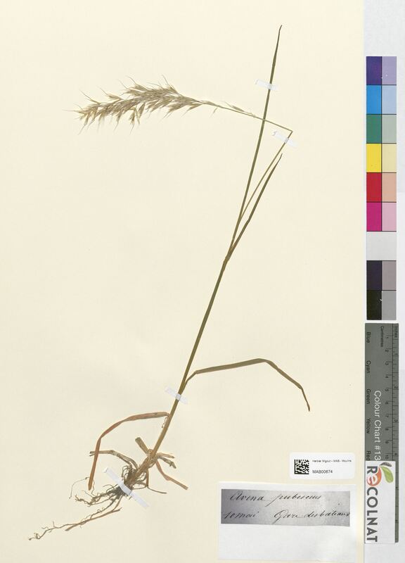 Avena pubescens (Poaceae)