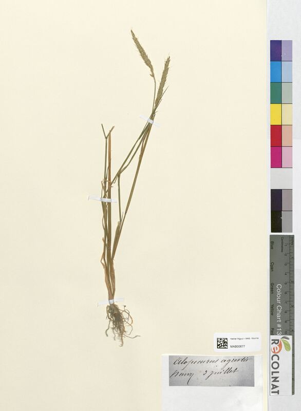 Alopecurus agrestis (Poaceae)